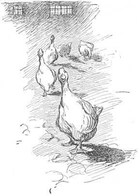Ducks and geese . . . would roam the streets till morning