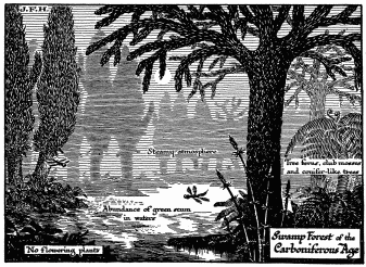 Diagram of Life in the Later Palæozoic Age. Life is creeping out of the water. An insect like a dragon fly is shown. There were amphibia like gigantic newts and salamanders, and even primitive reptiles in these swamps.
